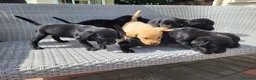 Labrador Retriever dogs for sale: Labrador puppies  - Advert 15
