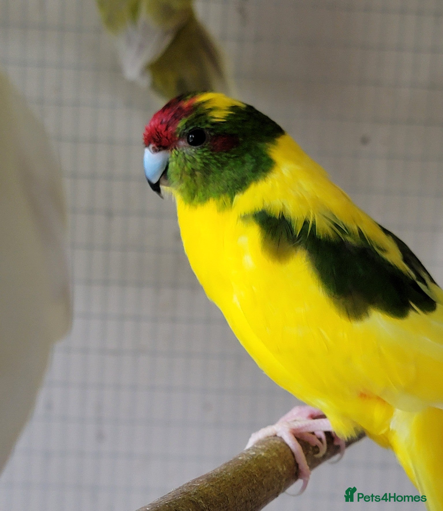 Parakeets birds Male and female kakariki - Advert 6