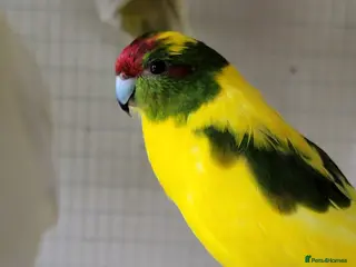 Parakeets birds Male and female kakariki - Advert 6
