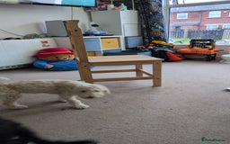 Cockapoo dogs for sale: 9 month old deaf cockapoo - Advert 4