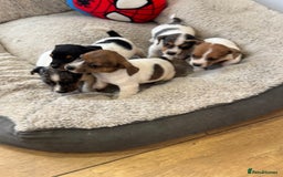 Jack Russell dogs for sale: Pure bred merle short legged jack Russell  - Image 2