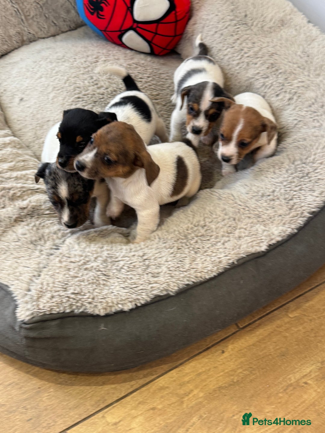 Jack Russell dogs for sale: Pure bred merle short legged jack Russell  - Image 2