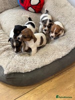Jack Russell dogs - Advert 5