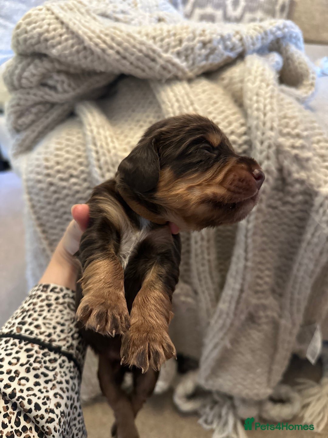 Cocker Spaniel dogs for sale: Stunning KC reg working cocker spaniel puppies  - Advert 10