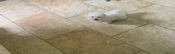 Maltese dogs for sale: Beautiful white boy - Advert 6