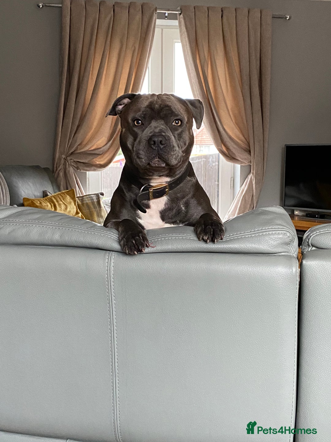 Staffordshire Bull Terrier dogs for stud: KC PROVEN Blue Staffordshire Bull Terrier for STUD in Wakefield - Advert 10