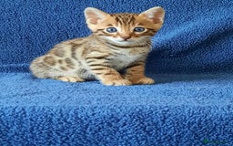 Bengal cats for sale: STUNNING GLITTER PELTED TICA REG BENGAL KITTENS - Image 9