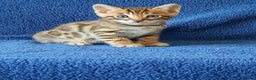 Bengal cats for sale: STUNNING GLITTER PELTED TICA REG BENGAL KITTENS - Advert 12