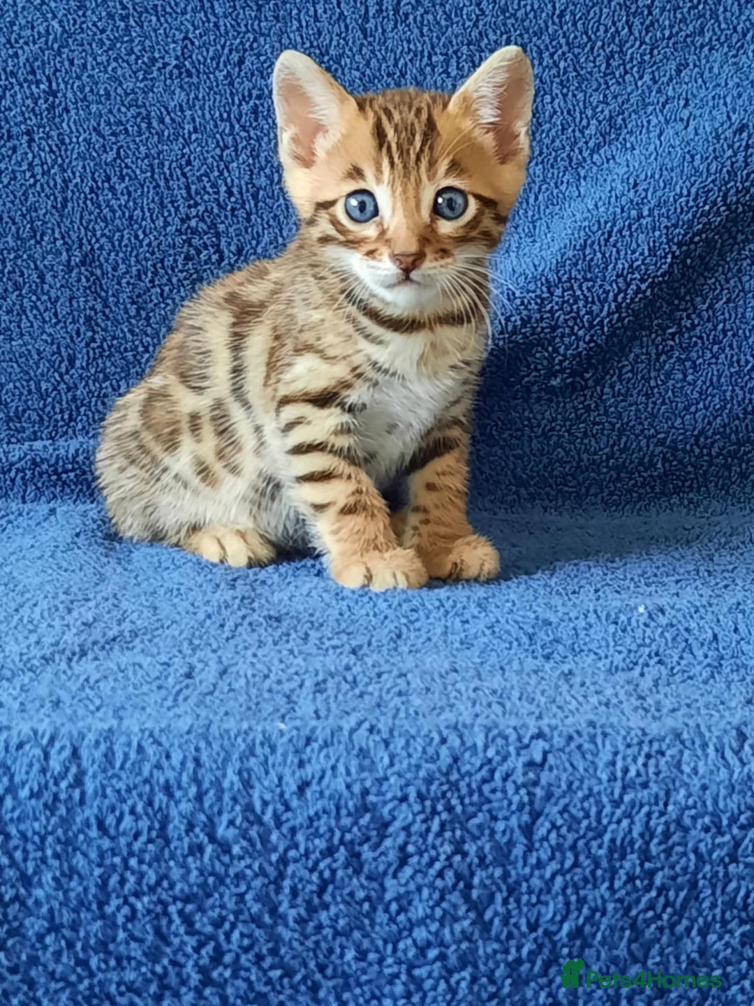 Bengal cats for sale: STUNNING GLITTER PELTED TICA REG BENGAL KITTENS - Image 9