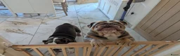 English Bulldog dogs for sale: 2 English bulldog  - Advert 4