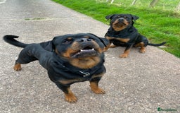 Rottweiler dogs for stud: Proven handsome ADRK KC registered Rottweiler  in Milford Haven - Image 20