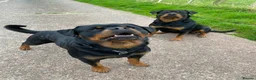 Rottweiler dogs for stud: Proven handsome ADRK KC registered Rottweiler  in Milford Haven - Advert 17
