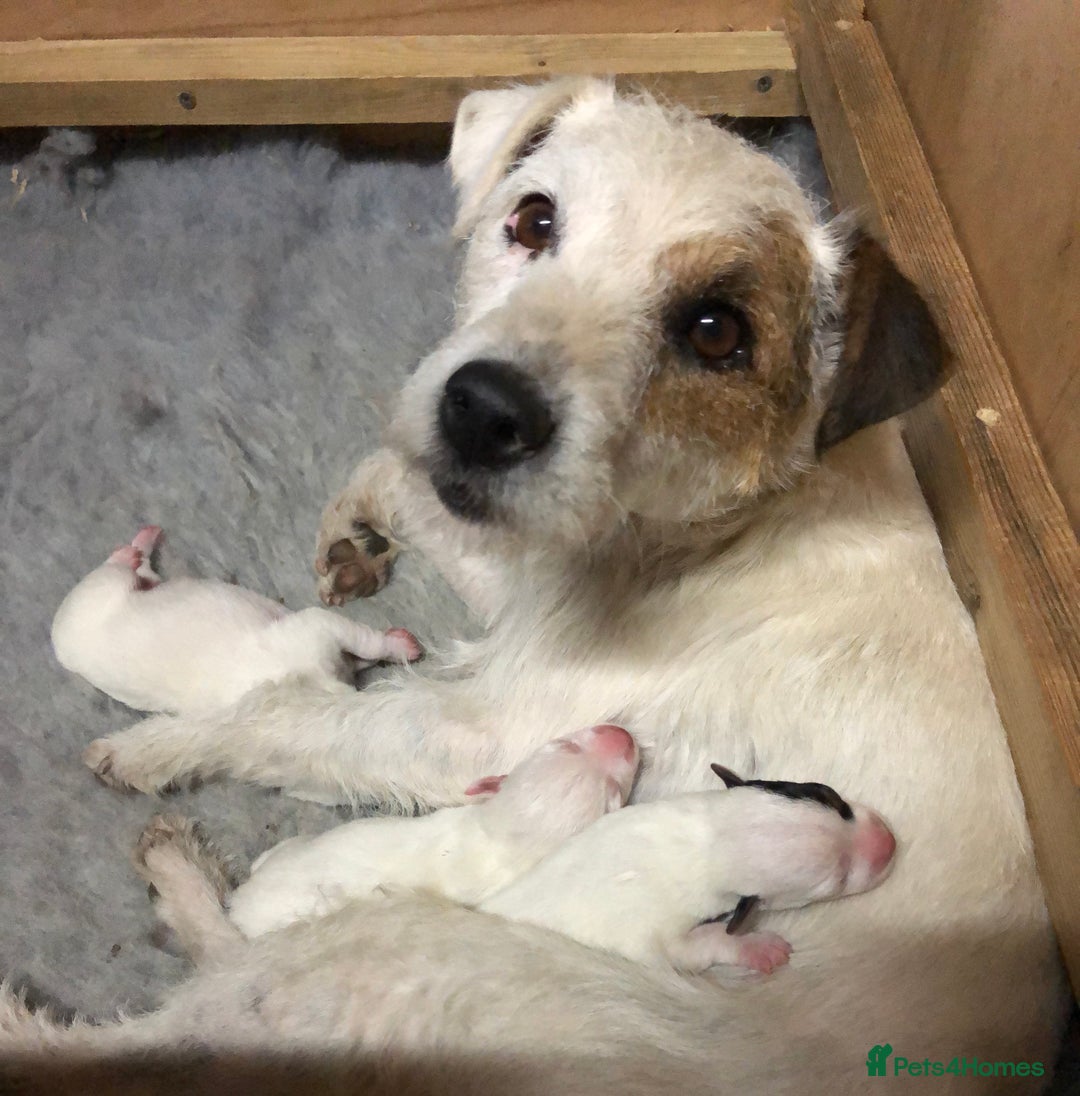 Parson Russell dogs for sale: Parson Russell’s x 2 boys  - Image 1