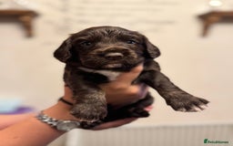 Cocker Spaniel dogs for sale: Working cocker spaniels  - Image 13