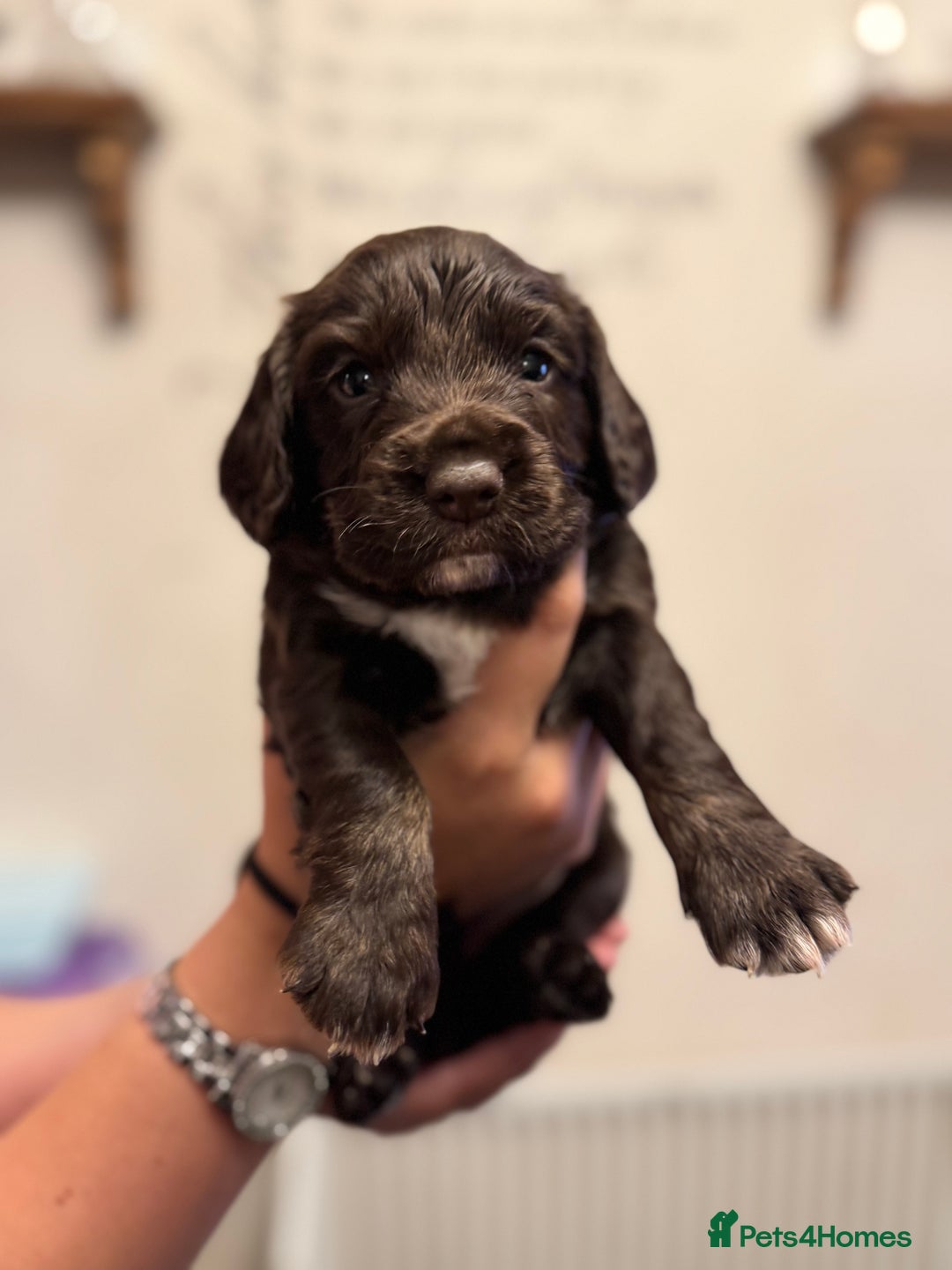 Cocker Spaniel dogs for sale: Working cocker spaniels  - Image 13