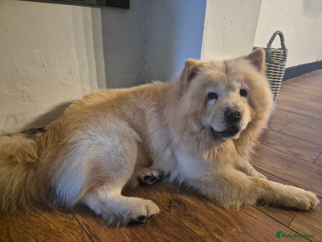 Chow Chow dogs for sale: Male chow chow - Image 7