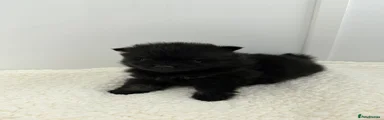 Pomeranian 4