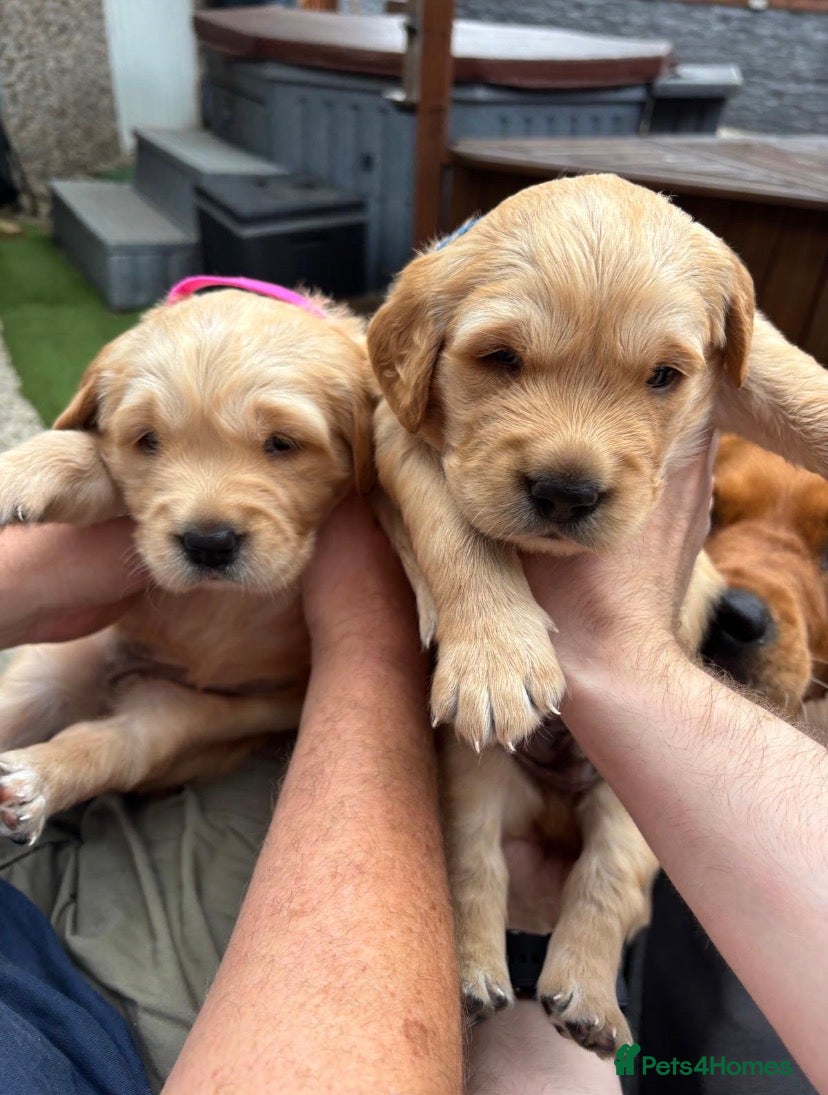 Golden Retriever dogs Golden Retriever Puppies Health Tested  - Advert 2