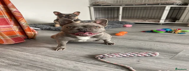 Bella 