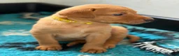 Labrador Retriever dogs for sale: FTCH Sired Fully Health Tested Fox Red Lab Puppies - Advert 9