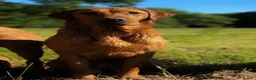 Labrador Retriever dogs for sale: KC FTCH WORKING FOX RED LABRADOR’S - Advert 4