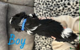 Shih Tzu dogs for sale: 🩷 Beautiful Shitzu Puppies 🩷 - Image 40