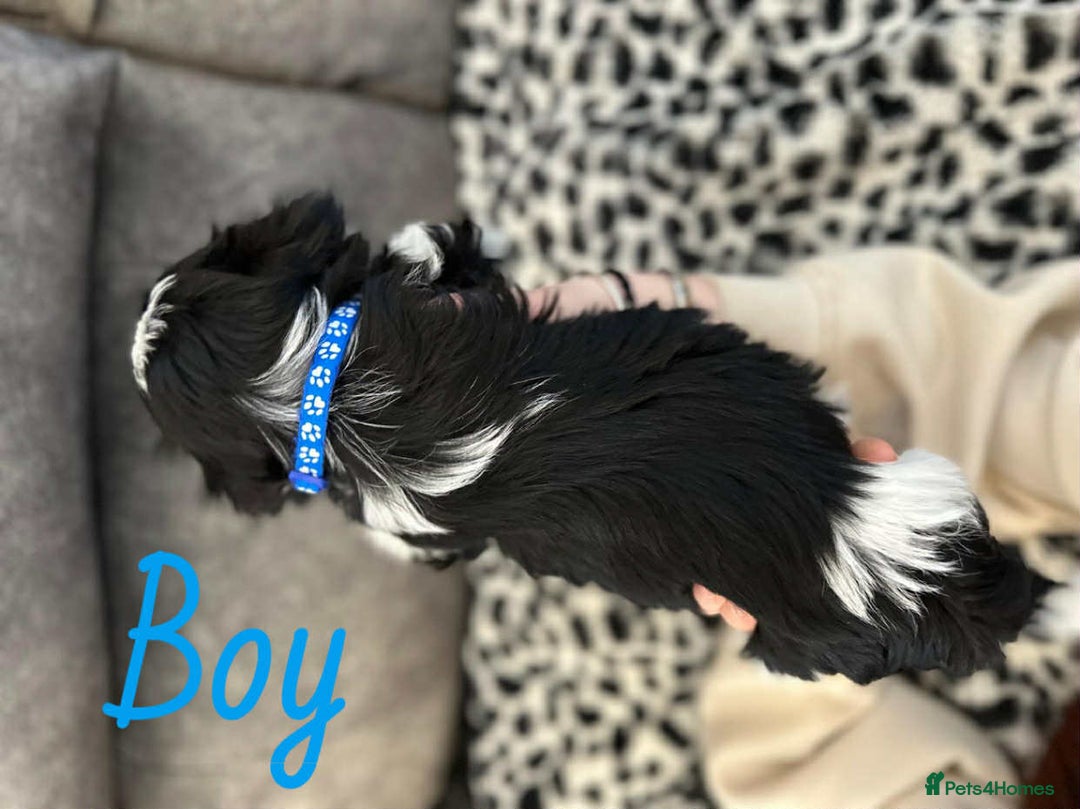 Shih Tzu dogs for sale: 🩷 Beautiful Shitzu Puppies 🩷 - Image 40