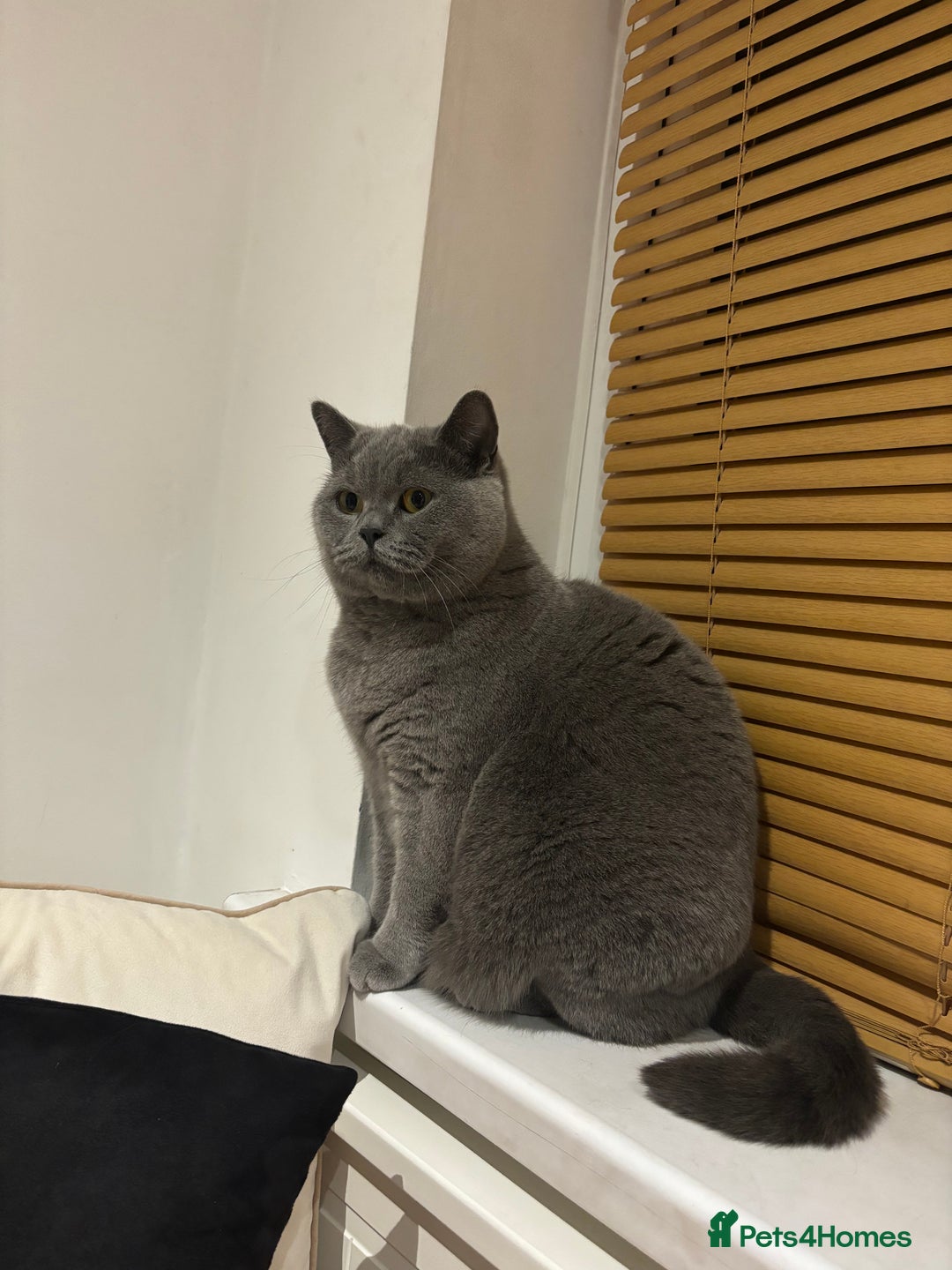 British Shorthair cats for sale: Female British shorthair cat  - Advert 5