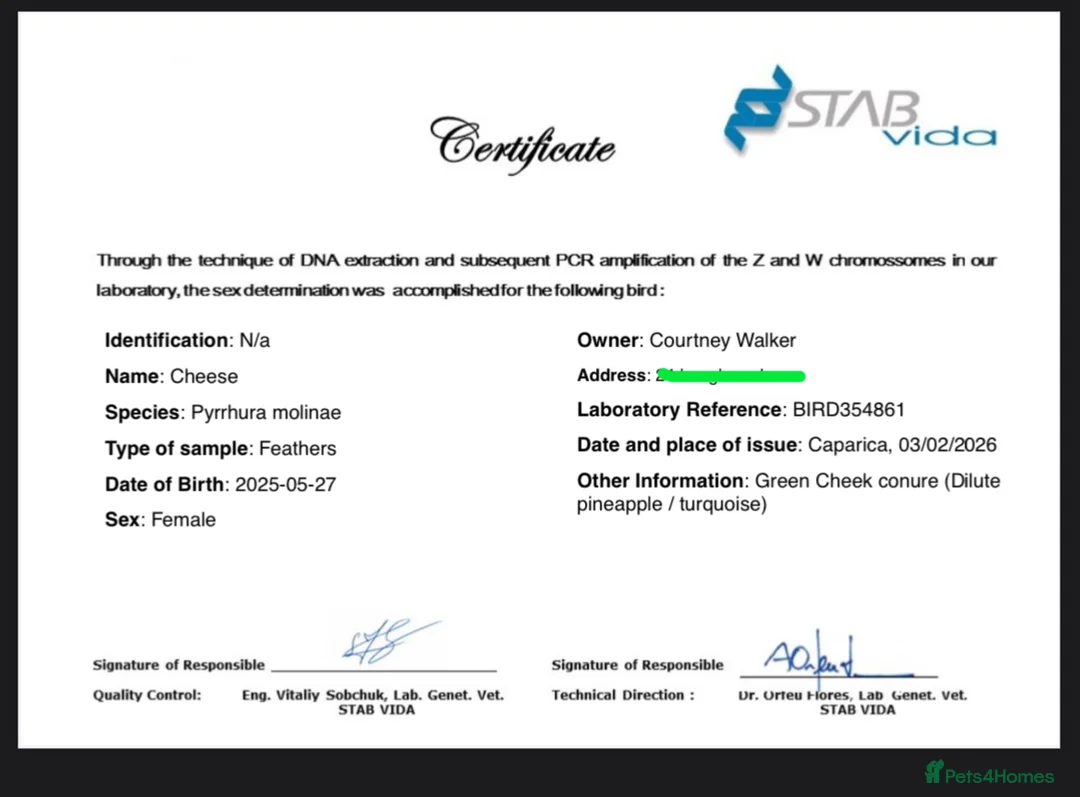 Conures birds for sale: breeding pair of green cheek conures with set up - Advert 6