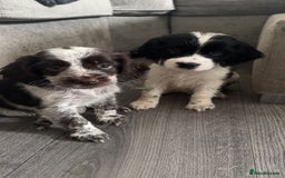 Sprocker dogs for sale: Beautiful Sprocker puppies for sale - Image 15