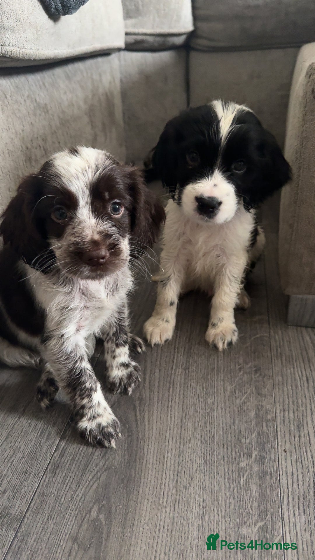 Sprocker dogs for sale: Beautiful Sprocker puppies for sale - Image 15