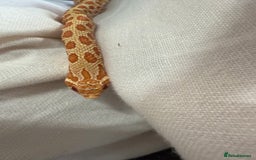 Snake reptiles for sale: CB24 Male Albino Western Hognose - Image 5