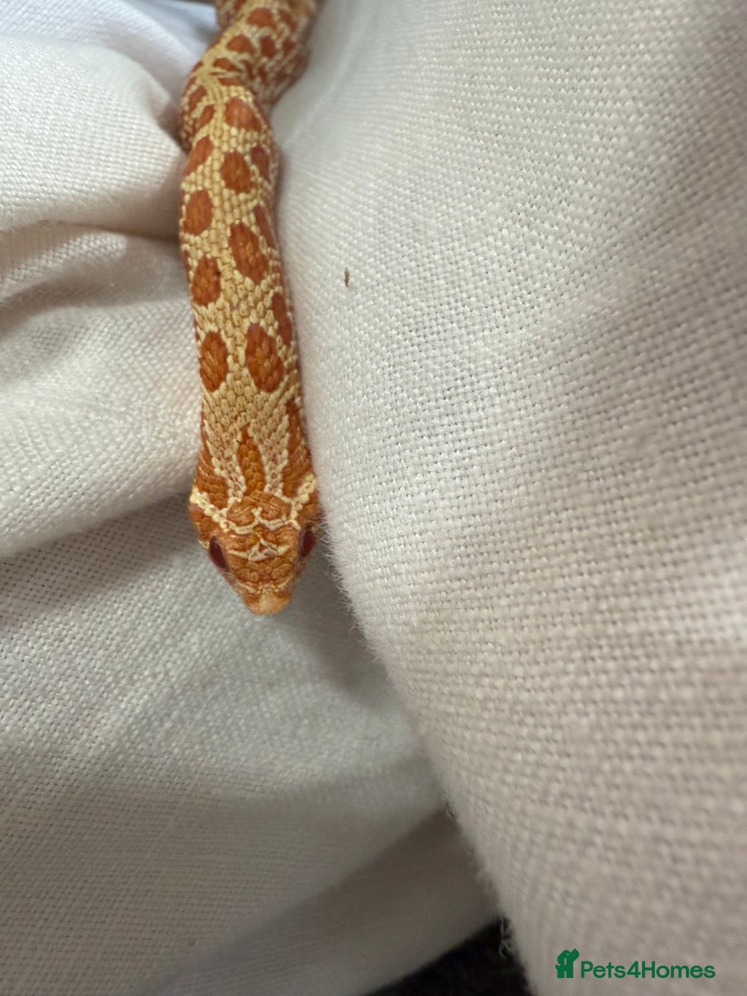 Snake reptiles for sale: CB24 Male Albino Western Hognose - Image 5
