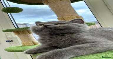 British Shorthair cats - Advert 4