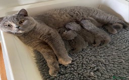 British Shorthair cats for sale: British Shorthair kittens  - Image 8