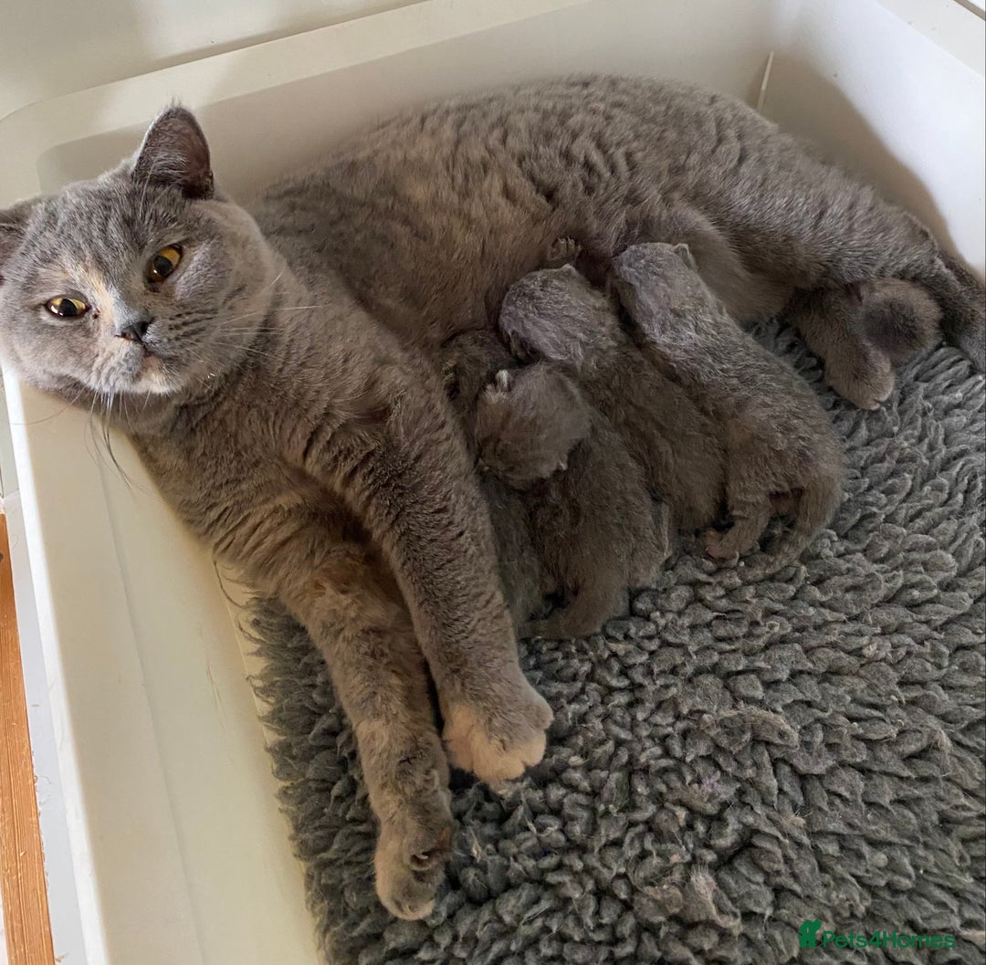 British Shorthair cats for sale: British Shorthair kittens  - Image 8