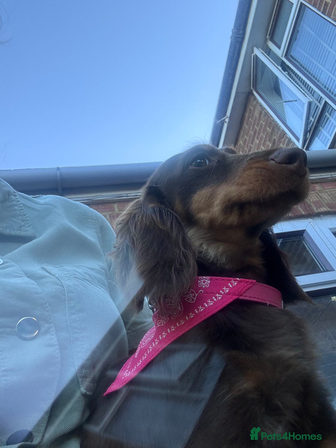 Miniature Dachshund dogs for sale: 5month old long haired bitch chocolate  - Image 2