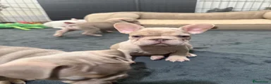 Niki 