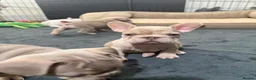 French Bulldog dogs for sale: New Shades Puppies/ DNA 🧬 Tested Parents  - Advert 8