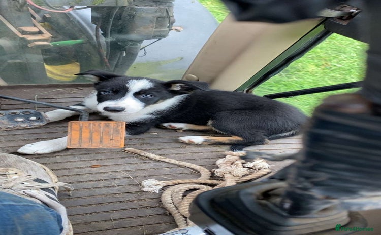 Border Collie dogs - Advert 15