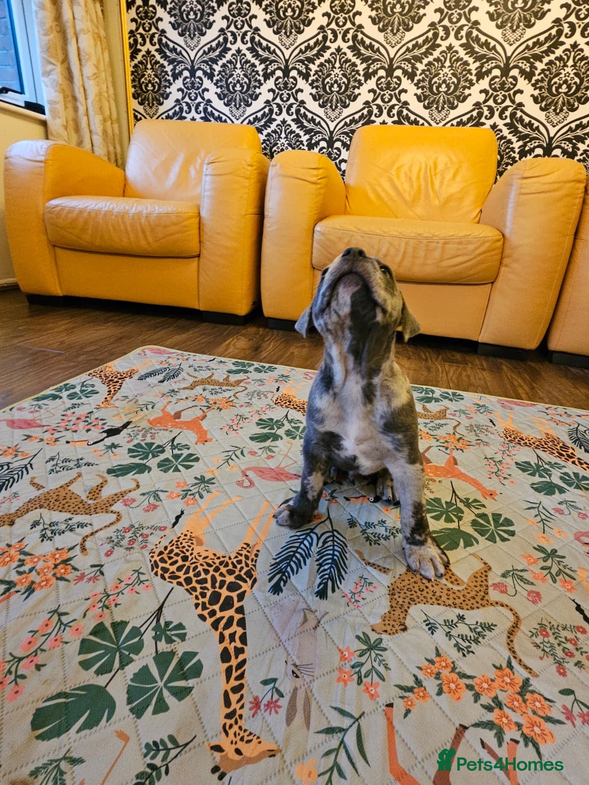 Mixed Breed dogs Cane Corso x Performance Mastiff  - Advert 2