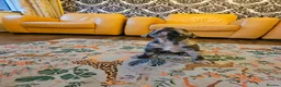 Mixed Breed dogs for sale: Cane Corso x Performance Mastiff  - Advert 19