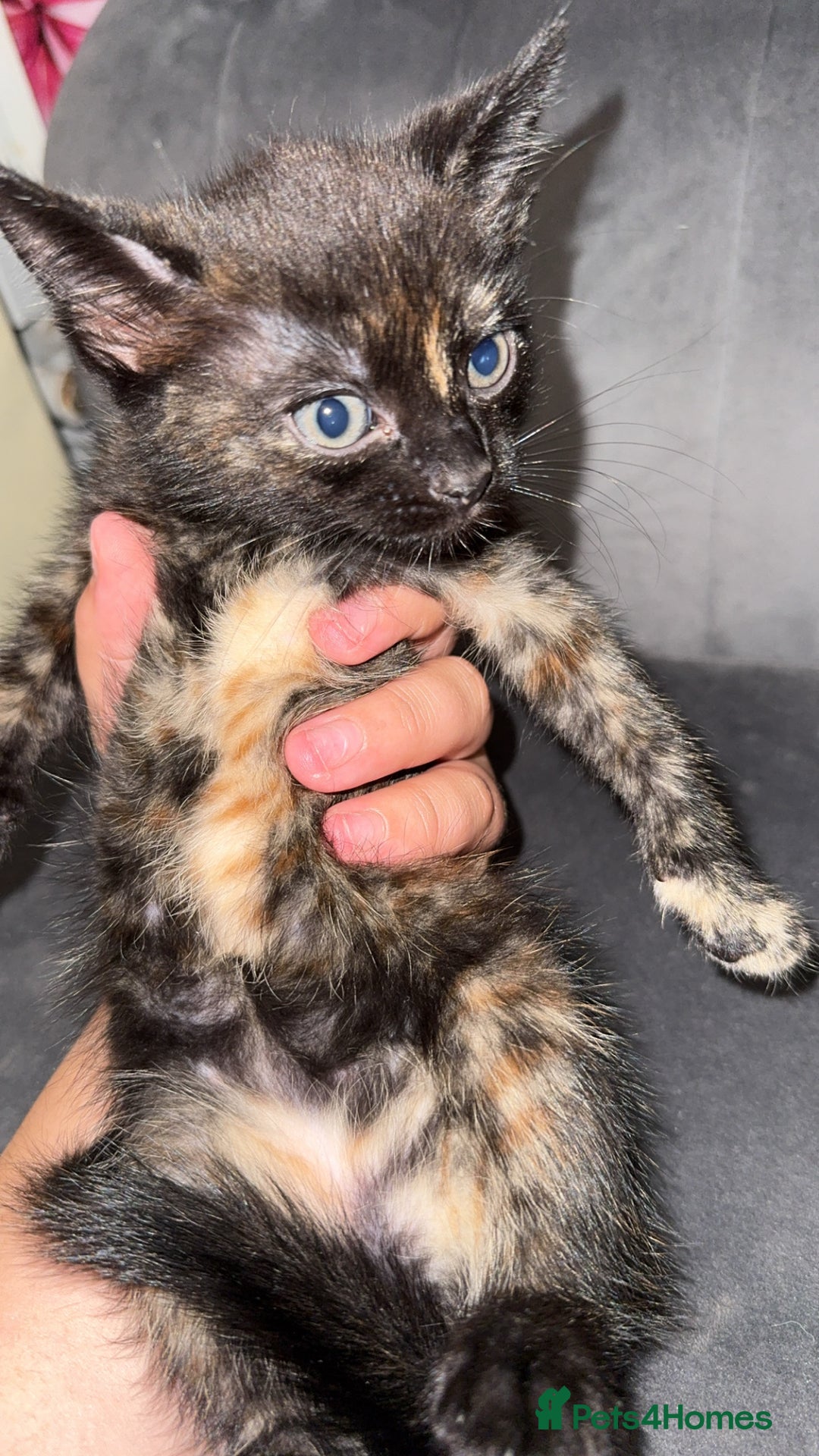 Mixed Breed cats for sale: 4 beautiful girls - Image 6