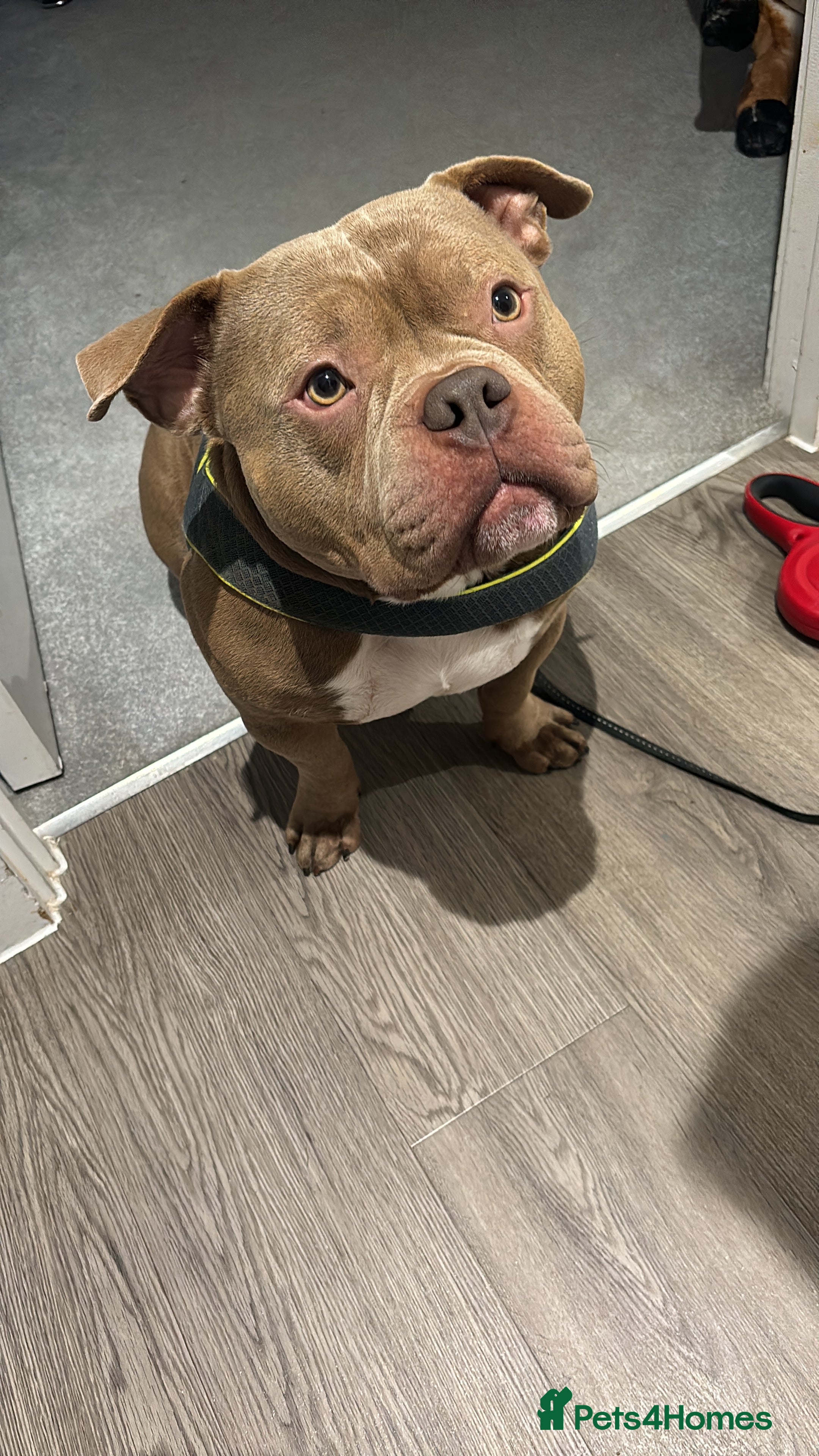 American Bully dogs Pocket bully  - Advert 4