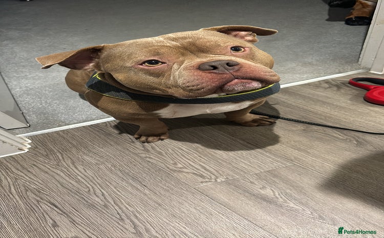 American Bully dogs Pocket bully  - Advert 1