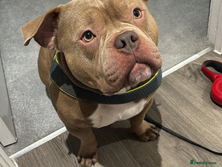 American Bully dogs Pocket bully - Advert 1