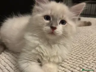 Ragdoll cats Crisp white lilac tones ragdoll stunning boy - Advert 2
