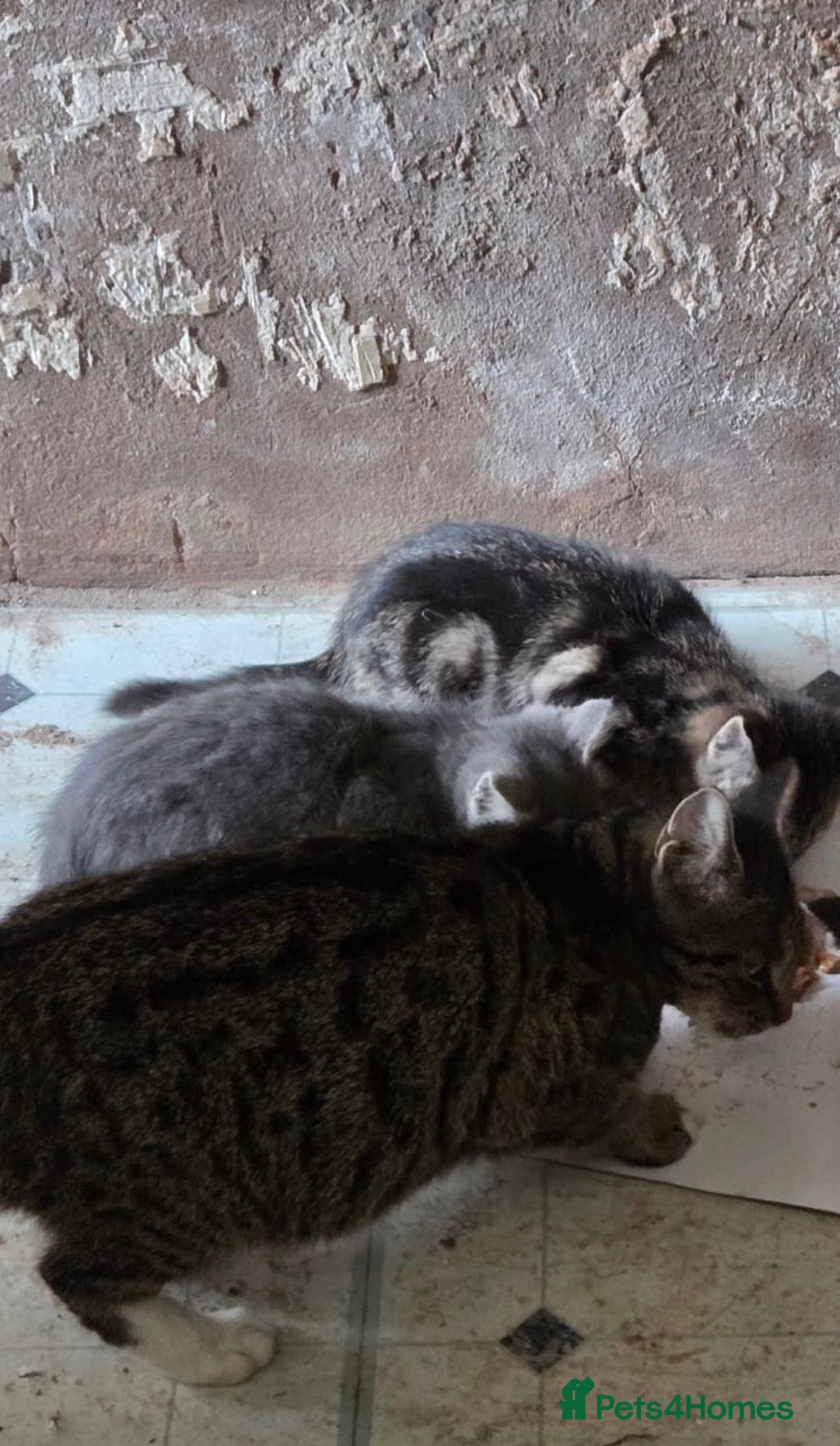 Bengal cats for sale: 3 KITTENS READY FOR NEW HOME  - Image 8