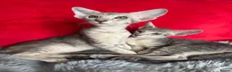 Peterbald cats for sale: Tica registered Peterbald girls  in Maidstone - Advert 16