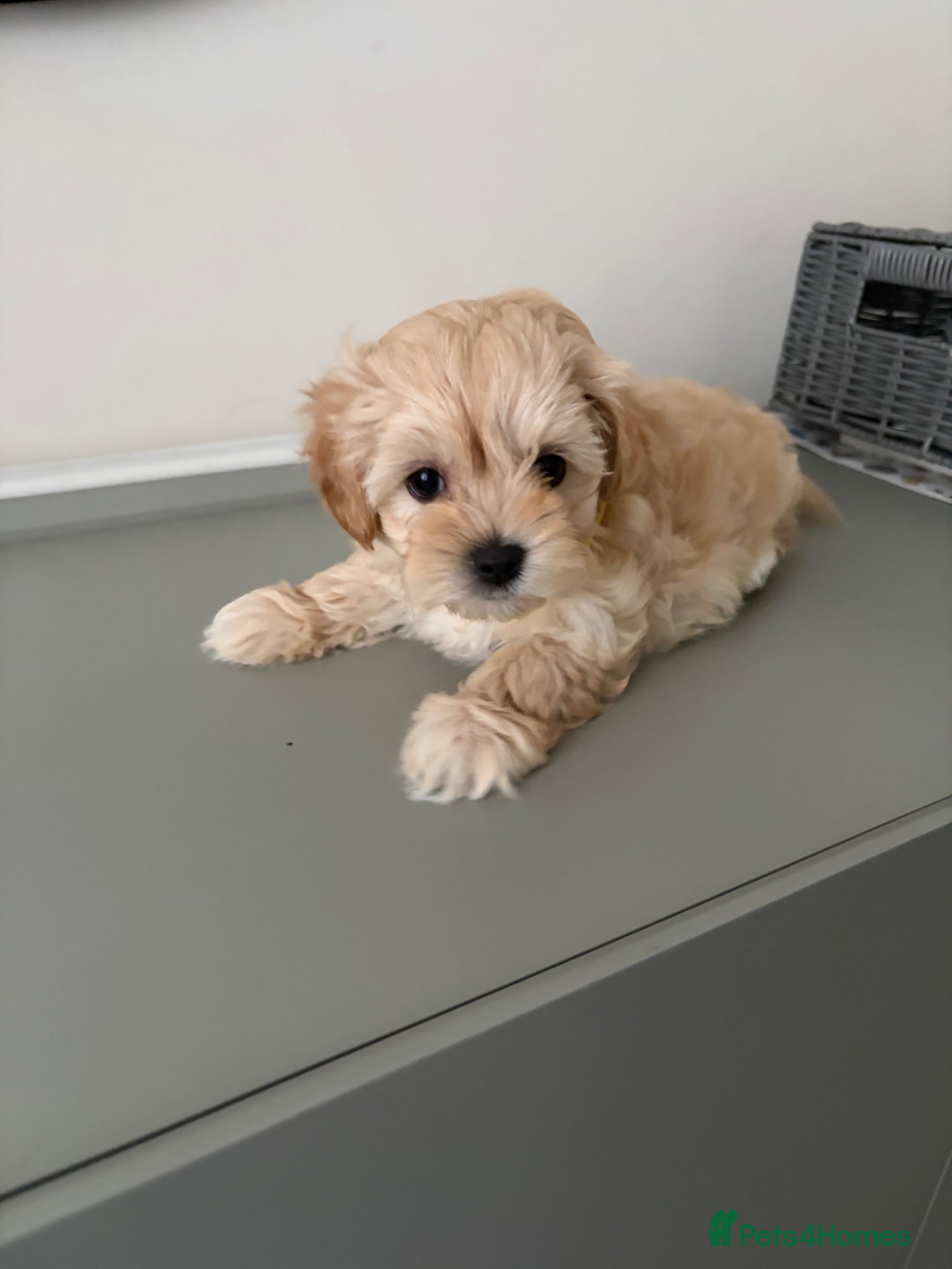 Maltipoo dogs F1 Korean multipoo babies truly beautiful  - Advert 2